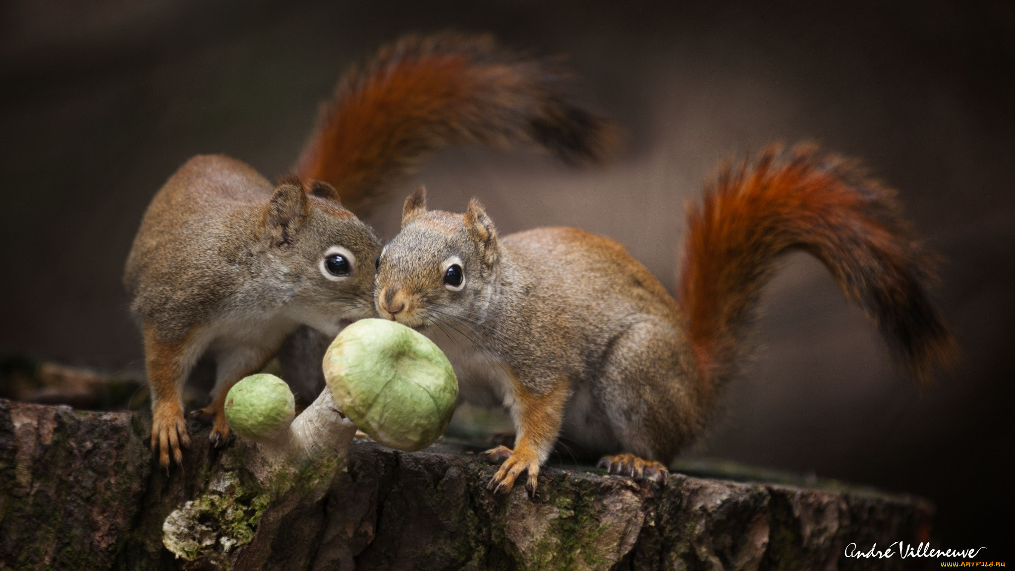 , , food, nature, cute, twins, dinner, mushrooms, squirrels, animals, , forest, , , , , 